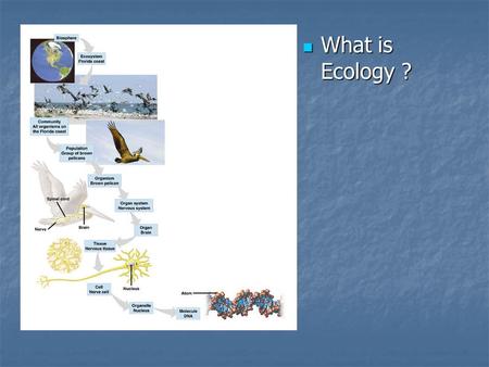 What is Ecology ? What is Ecology ?. Population Population = Group of same species living in same area Population = Group of same species living in same.