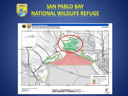 Photo point 2 1 / 2 miles Trees ● Challenges to Restoring 4,400-acre Skaggs Island to tidal marsh: The site is subsided ~6 - 8 feet on average >