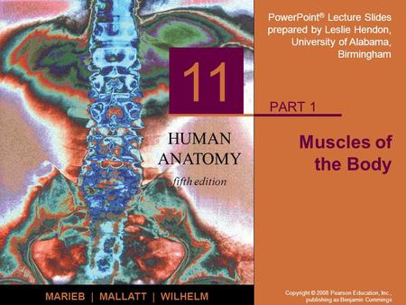 PowerPoint ® Lecture Slides prepared by Leslie Hendon, University of Alabama, Birmingham HUMAN ANATOMY fifth edition MARIEB | MALLATT | WILHELM 11 Copyright.