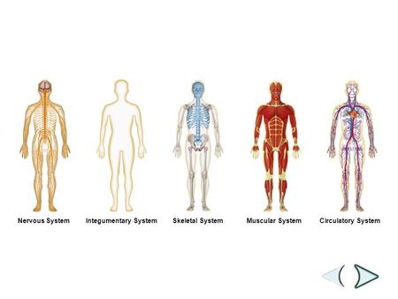 Nervous SystemIntegumentary SystemSkeletal SystemMuscular SystemCirculatory System Section 35-1 Figure 35-2 Human Organ Systems Part I.