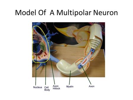 Model Of A Multipolar Neuron