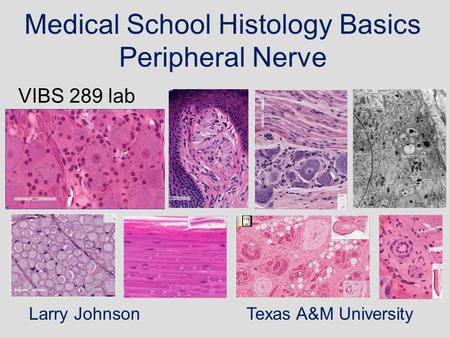 Medical School Histology Basics Peripheral Nerve