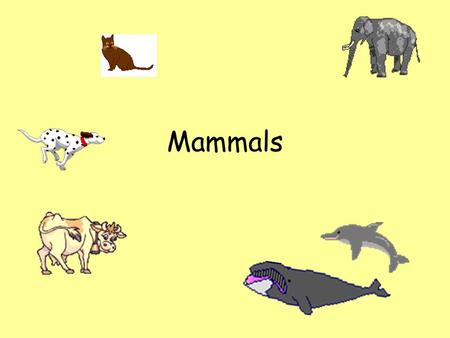 Mammals. They have four limbs. Mammals They are covered with fur or hair.