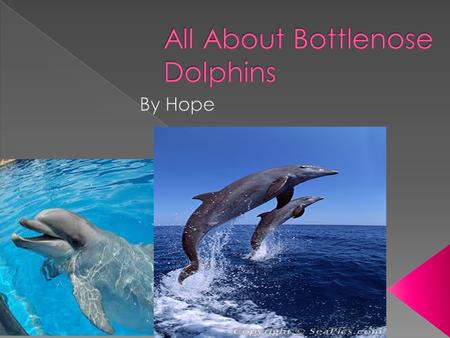 My name is Hope and my animal is a bottlenos e dolphins.