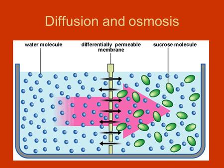 Diffusion and osmosis. Describing Solutions –Solution: One or more substances distributed uniformly in another substance. –Solute: The substance dissolved.