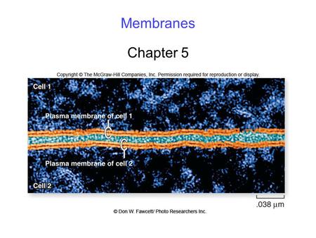 Membranes Chapter 5.