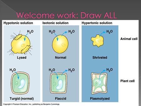  There are three possible relationships that cells can encounter when placed into a water solution: › 1. The concentration of solute in the solution.