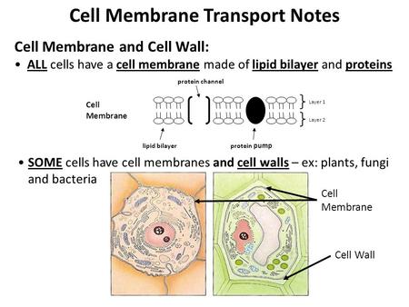 Cell Membrane Transport Notes Cell Membrane and Cell Wall: ALL cells have a cell membrane made of lipid bilayer and proteins Cell Membrane lipid bilayer.