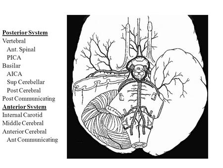 Posterior System Vertebral Ant. Spinal PICA Basilar AICA Sup Cerebellar Post Cerebral Post Communicating Anterior System Internal Carotid Middle Cerebral.