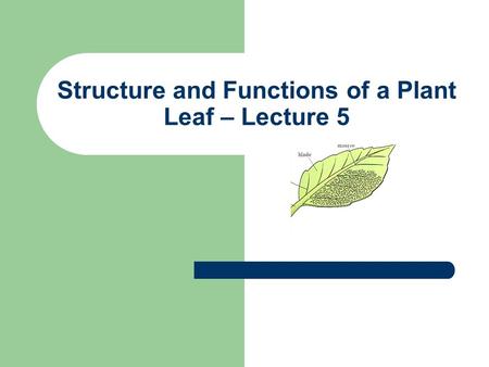 Structure and Functions of a Plant Leaf – Lecture 5