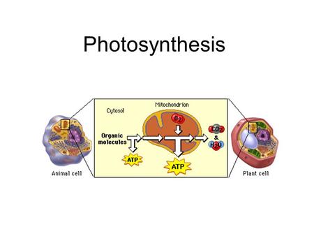 Photosynthesis. 1. Photosynthesis uses the energy of sunlight to convert carbon dioxide into sugars. This process supplies usable energy for life on Earth.