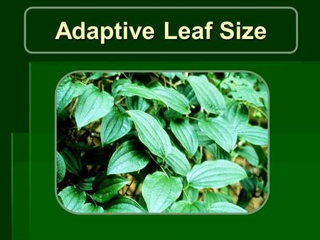 Adaptive Leaf Size. Purpose: o What determines the size of leaves? o Givnish and Vermeij (1976) o suggested that leaf size is determined by the heat budget.