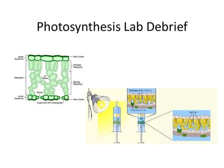 Photosynthesis Lab Debrief