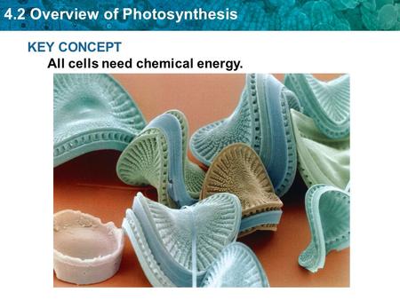 4.2 Overview of Photosynthesis KEY CONCEPT All cells need chemical energy.