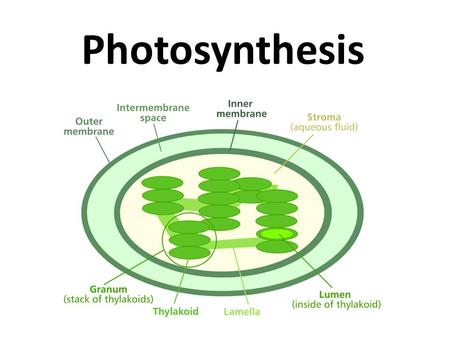 Photosynthesis What do you know….?