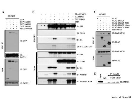 FLAG-PAWS1 HA-SMAD1 BMP GFP-SMAD4 +-+++--- ----++++ +++--+++ +--+++-- IP: GFP IB: HA IB: FLAG IB: P-SMAD1 S206 IB: GFP IB: P-SMAD1 S206 IB: HA IB: FLAG.
