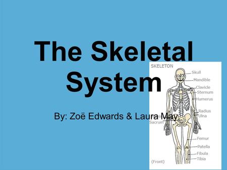 The Skeletal System By: Zoë Edwards & Laura May. Functions Supports body Protects body Stores Calcium & Other Minerals Make blood cells (Produced by marrow)‏