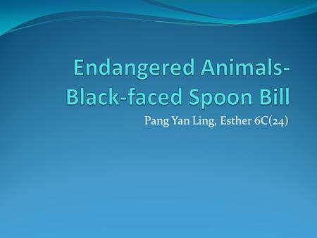 Pang Yan Ling, Esther 6C(24). Black-faced Spoon Bill is the one of the endangered animals.