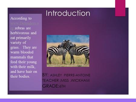 Introduction BY: ASHLEY PIERRE-ANTOINE TEACHER :MISS.WICKHAM GRADE: 6TH According to www.Defenders.o rg zebras are herbivorous and eat primarily variety.