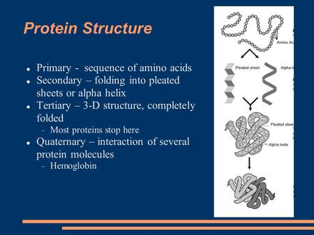 Protein Structure Primary - sequence of amino acids Secondary – folding into pleated sheets or alpha helix Tertiary – 3-D structure, completely folded.