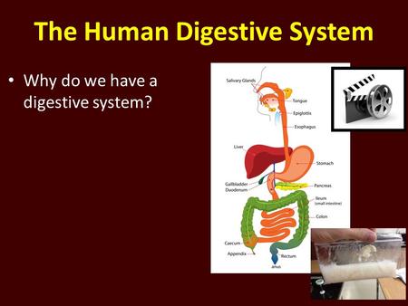 The Human Digestive System Why do we have a digestive system?