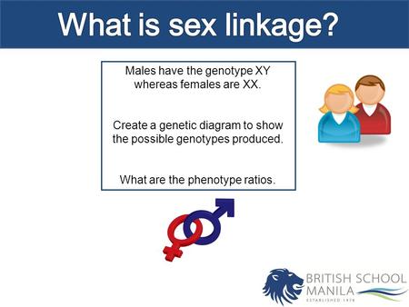 What is sex linkage? Males have the genotype XY whereas females are XX. Create a genetic diagram to show the possible genotypes produced. What are the.