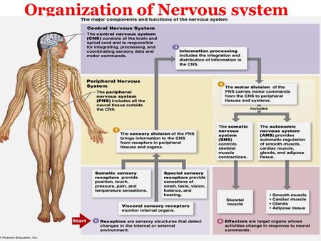 Organization of Nervous system. Structural and functional unite of the nervous system The Neuron.