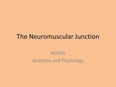 The Neuromuscular Junction