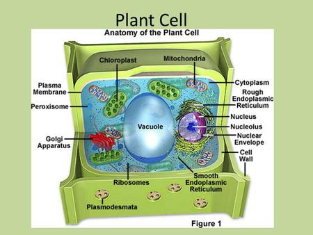 Plant Cell. Nucleus Control Center Contains nearly all DNA – instructions for making proteins and other important molecules Surrounded by nuclear envelope/membrane.