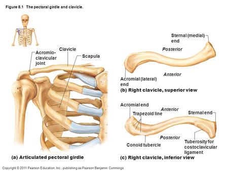 Figure 8.1 The pectoral girdle and clavicle.