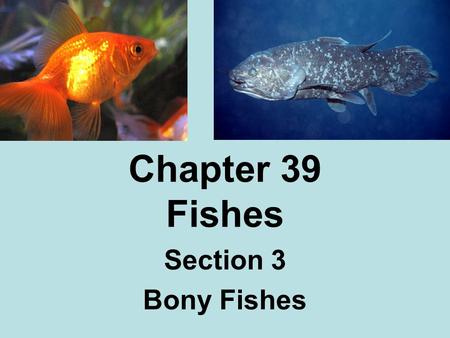 Chapter 39 Fishes Section 3 Bony Fishes.