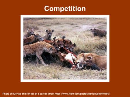 Competition Please do not use the images in these PowerPoint slides without permission. Photo of hyenas and lioness at a carcass from https://www.flickr.com/photos/davidbygott/4046054583.