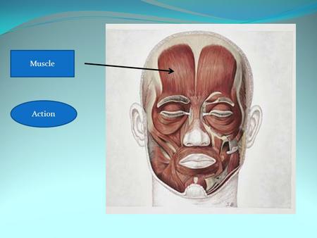 Frontalis Raises eyebrows Muscle Action. Muscle= Zygomaticus Demonstrate the action. A B C D E.