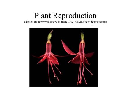 Plant Reproduction adapted from www.fa.org/WebImages/FA_HTMLs/newitje/prepro.ppt.