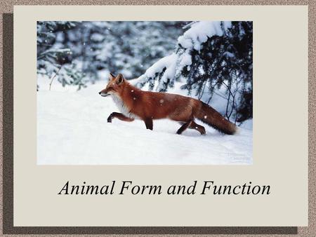 Animal Form and Function. Tissues Tissues are groups of cells that have a common structure and function The tissues are organized into organs groups of.