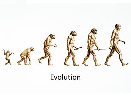 Evolution. Adaptive Radiation The speciation and adaptation of an array of species Species show different morphological and physiological traits.