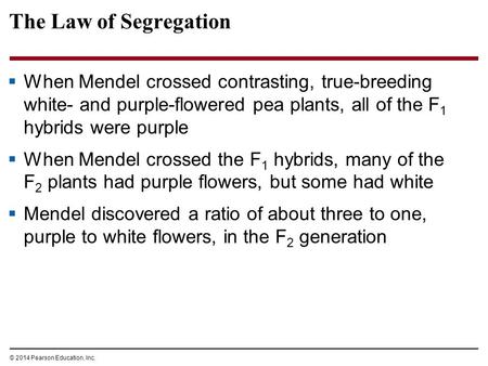 The Law of Segregation When Mendel crossed contrasting, true-breeding white- and purple-flowered pea plants, all of the F1 hybrids were purple When Mendel.