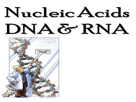 2.How are proteins made in a cell? DO NOW 1.What controls cell activity? 3. What is the 4 th major biochemical molecule in the body? 4. What controls.