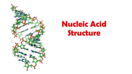 Nucleic Acid Structure