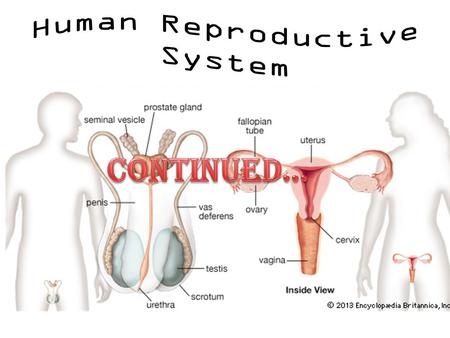 Human Reproductive System