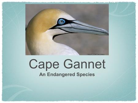 Cape Gannet An Endangered Species. Cape Gannet Description This bird is about a meter long and their wing span can get to around two meters. At the top.