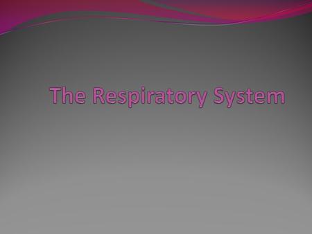 The Respiratory System