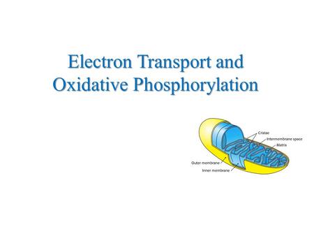 Electron Transport and Oxidative Phosphorylation.