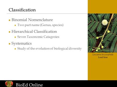 Www.BioEdOnline.org Leucaena leucocephala Lead tree Classification Binomial Nomenclature Two part name (Genus, species) Hierarchical Classification Seven.