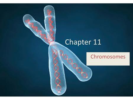 Chapter 11 Chromosomes. Cytogenetics Sub-discipline within genetics that links chromosome variations to specific traits, including illnesses.