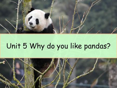 Unit 5 Why do you like pandas?. Section A 1a-1c lion n. 狮子 elephant n. 大象 tiger n. 老虎 panda n. 熊猫.