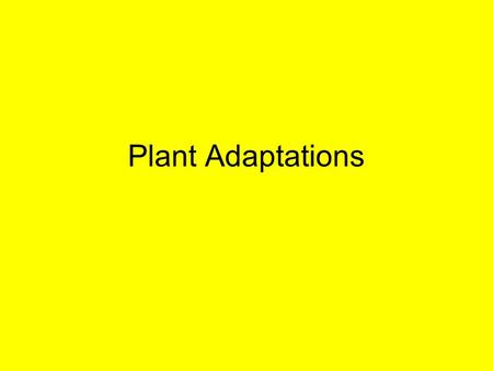 Plant Adaptations. Piture Plant Bromelliad Cactus.