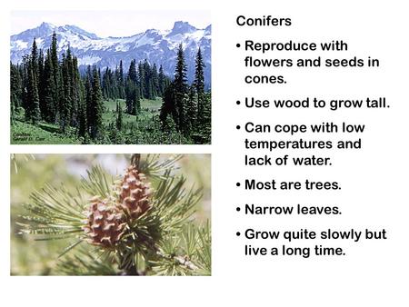 Conifers Reproduce with flowers and seeds in cones. Use wood to grow tall. Can cope with low temperatures and lack of water. Most are trees. Narrow leaves.