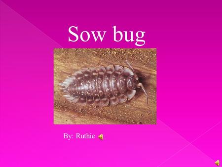 Sow bug By: Ruthie.