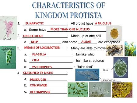 1.________________________: All protist have ______________ a. Some have _________________________________ 2.________________________: Made up of one cell.